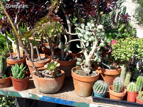 Assorted Cacti - Close-Up