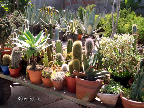 Assorted Cacti in - Close-Up