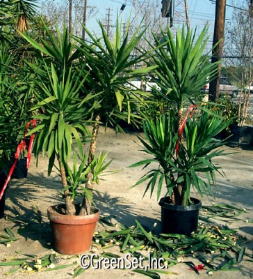 Yucca Plant