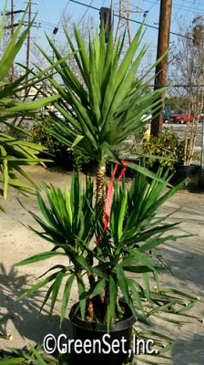 Yucca Plant