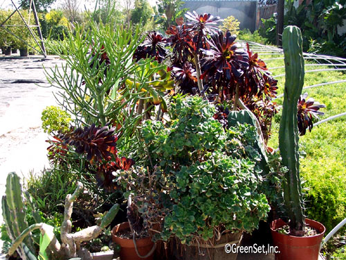 Assorted Cactus in Pots