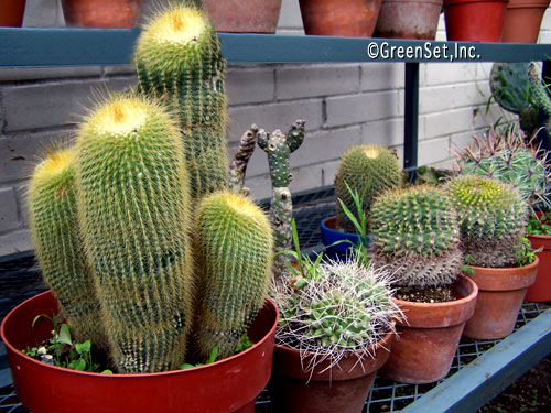 Cacti