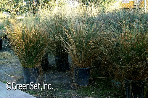 Juncus grass