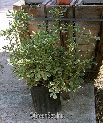 Varigated Pittosporum