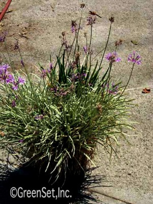 Variegated Society Garlic