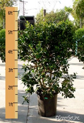 Ligustrum