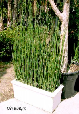 Horsetail With Planter