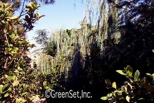 Weeping Junipers