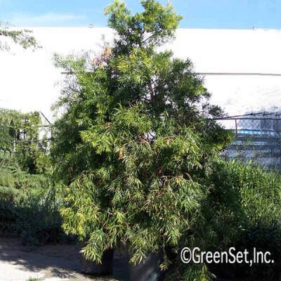 Podocarpus Microphyllia