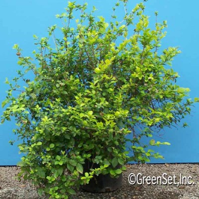 Golden Privet