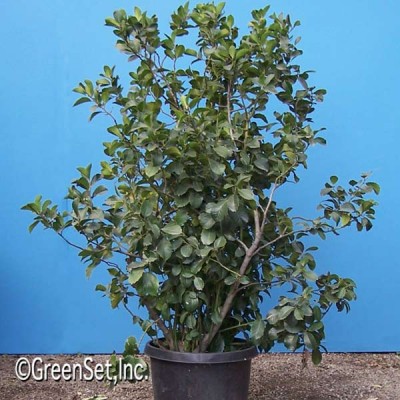 Ligustrum Texanum