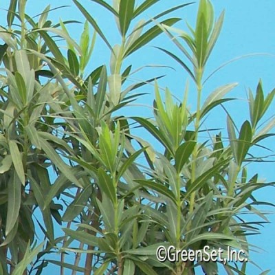 Oleander CU