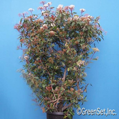 Photinia