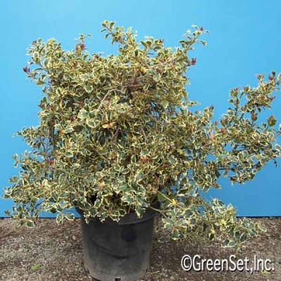 Variegated holly