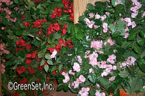 Silk Bougainvillea Bushes