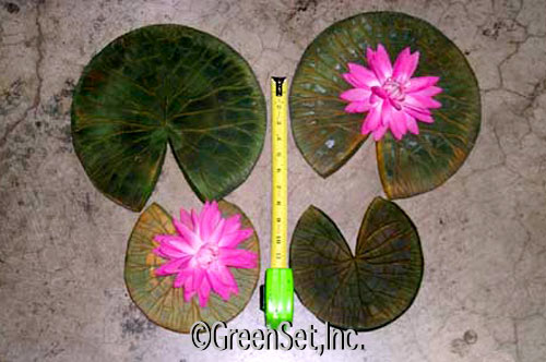 Waterlily Pad