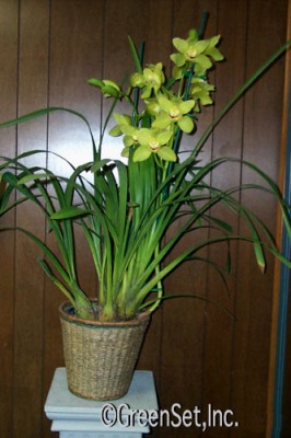 Cymbidium Orchid