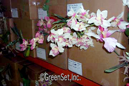 Cymbidium Orchid