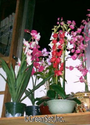 Orchid And Pot