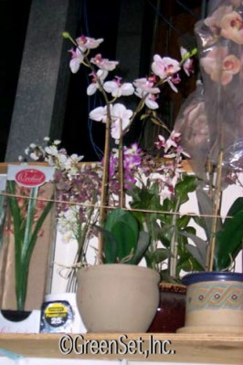 Orchids And Pots