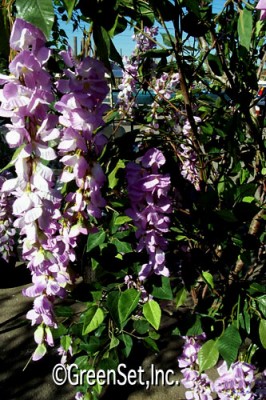 Silk Wisteria Spray