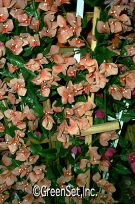 Silk Peach Bougainvillea