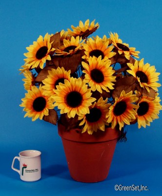 Sunflowers