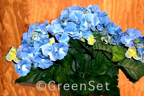 Silk Blue Hydrangias