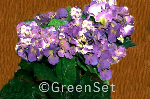 Silk Violet Hydrangias