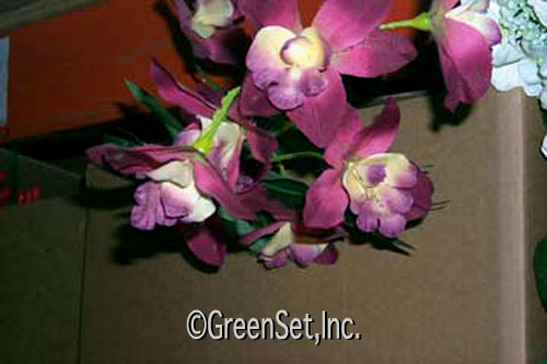 Silk Purple Cymbidium