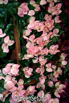 Silk Pink Bougainvillea