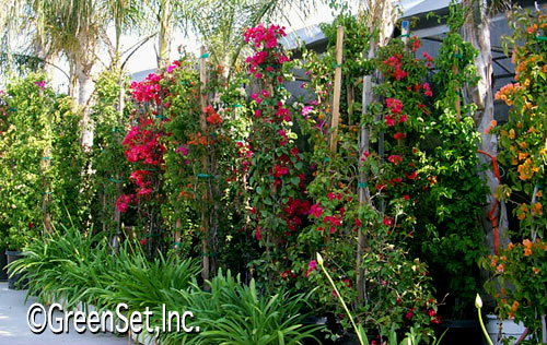 Bougainvillea on Stakes