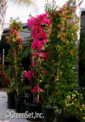 Bougainvillea