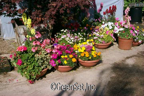 Assorted Flower Color Bowls