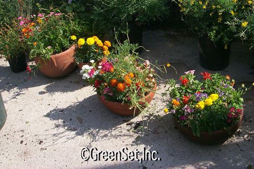 Assorted Flower Color Bowls