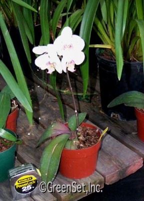 Live Phalenopsis Orchid