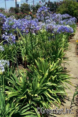 Agapanthus