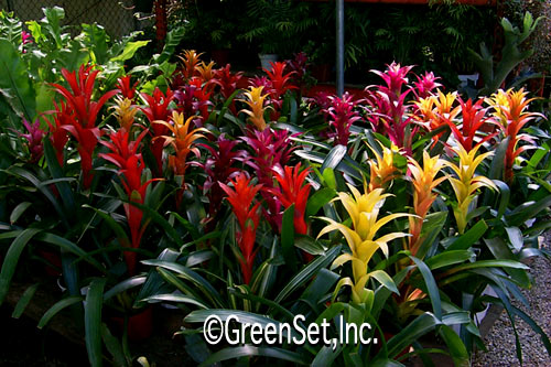 Bromeliads Guzmania