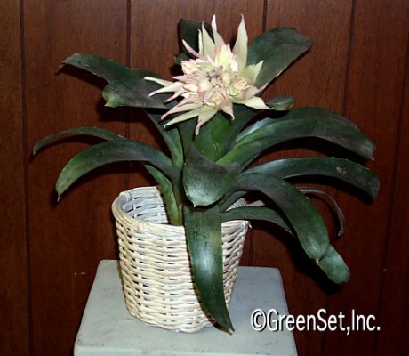 Bromeliad