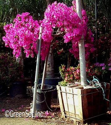 Azalea Tree