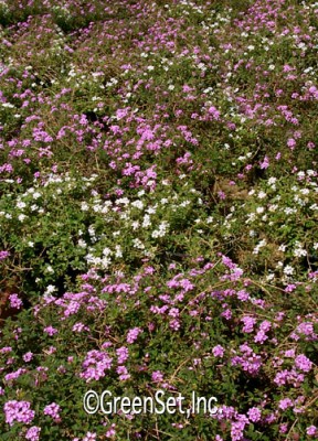 Lantana