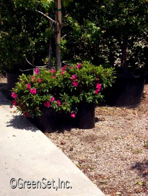 Azalea Plant