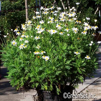 White Marguerite Daisy