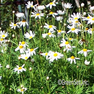 White Marguerite Daisy CU