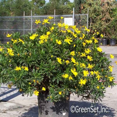 Yellow Marguerite Daisy