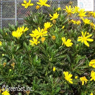 Yellow Marguerite Daisy CU