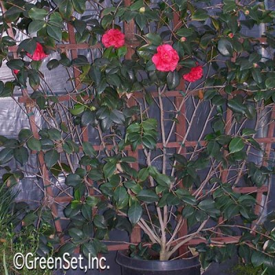 Camellia On Trellis