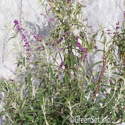 Mexican Sage