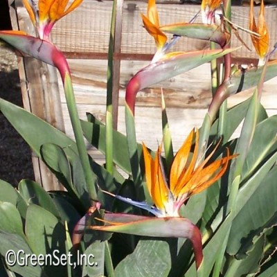 Bird of Paradise CU