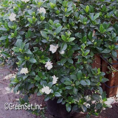 Gardenia: Flowers